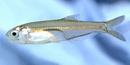 Nethali meen - Anchovy / Smelt