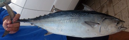 Soorai - Little Tunny