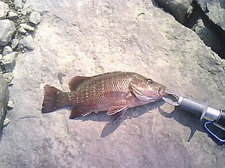 Kaarwaa - Mangroove Jack