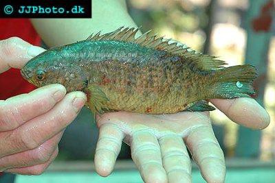 Sennal - Indian Climbing Perch