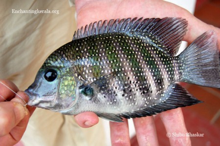 pulli sethai - Pearl Spot